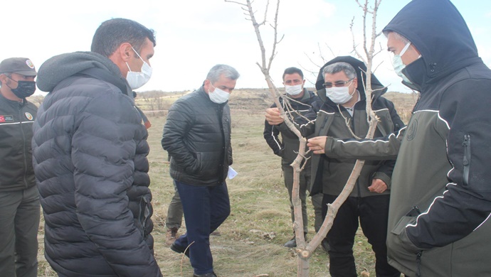 yabani menengiç ağaçları, fıstık aşılanmaya hazırlık çalışmalarına başlandı