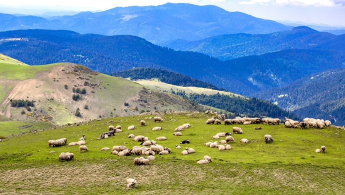 ORDU YAYLALARI ZİYARETÇİLERİNİ BEKLİYOR