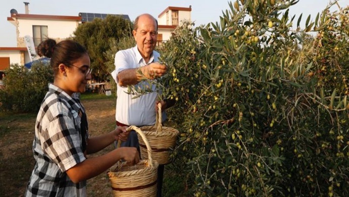 Cumhurbaşkanı Ersin Tatar, Zeytin Hasat Festivali’ne katıldı